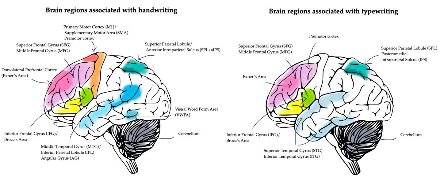 Figure 1&colon; Neural correlates of handwriting and typewriting by Marano et al. (2025)
